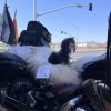 100% Genuine Icelandic Sheepskin - Motorcycle Seat Cover 100% Genuine Icelandic Sheepskin - Motorcycle Seat Cover